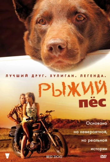 Рыжий пес КиноТак